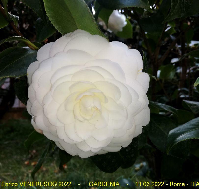 135 - Roma - Gardenia